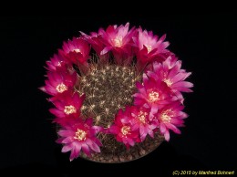 Sulcorebutia tiraquensis v. laui G96-9 2246